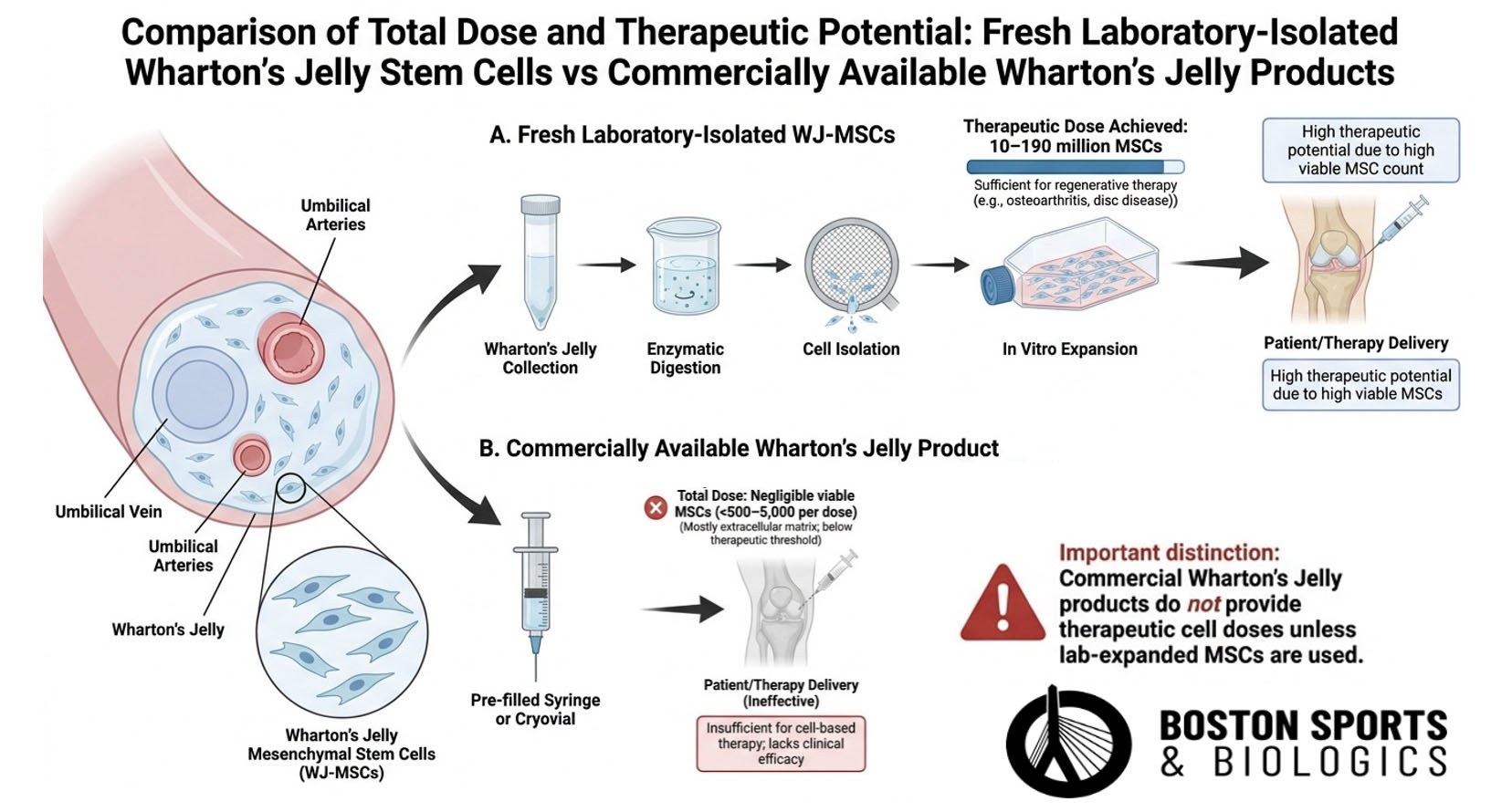 Wharton's Jelly Stem Cells