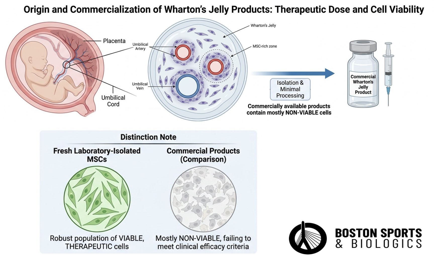 Wharton's Jelly stem ce origin